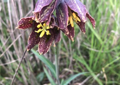 Photo Contest 2021 Submission - Catherine Averill